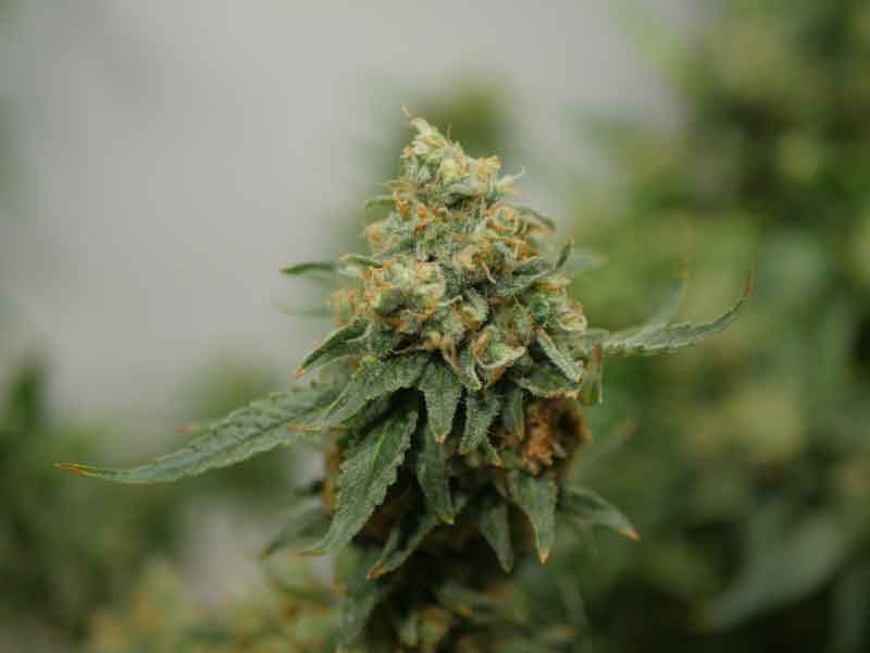 CLONE SUPERSTORE Canada’s best source for clones