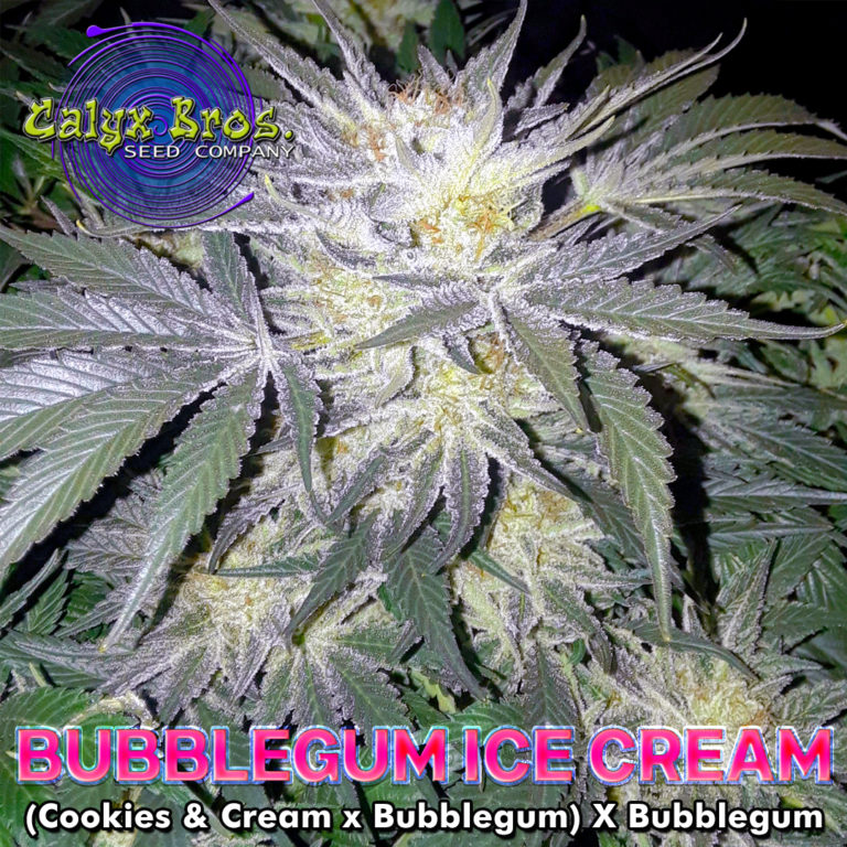 Bubblegum Ice Cream (Calyx Brothers) CLONE SUPERSTORE