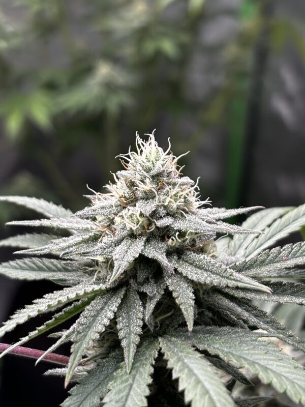Purple Sunset Lilac Diesel (Ethos Genetics)